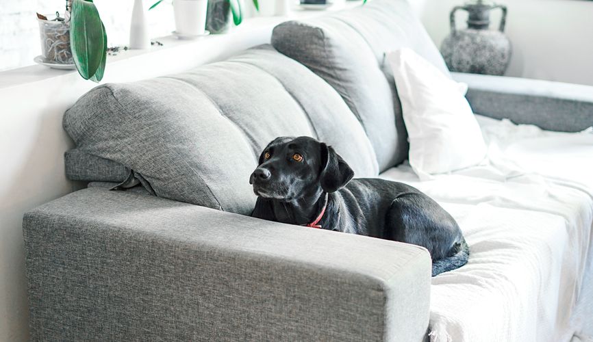 dog on couch with couch cover 