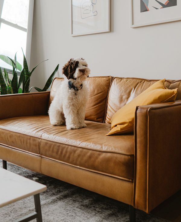 is leather couches good for dogs