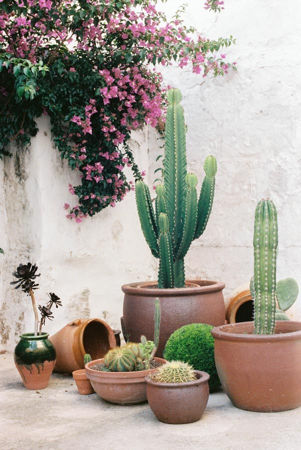 terracotta potted plants