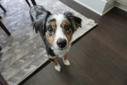 Your Guide to the Best Flooring for Dogs (or Any Other Furry Friend)