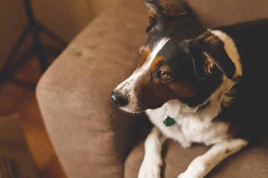 How to Choose the Best Pet-Friendly Sofas and Sectionals