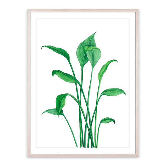 Peace Lily Painting on Photo Paper By Teague Studios - 13" x 19"