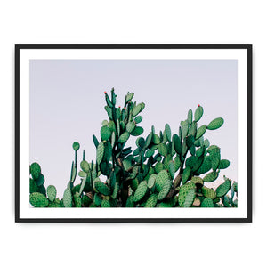 Cactus Photograph By Teague Studios - 19' x 13'