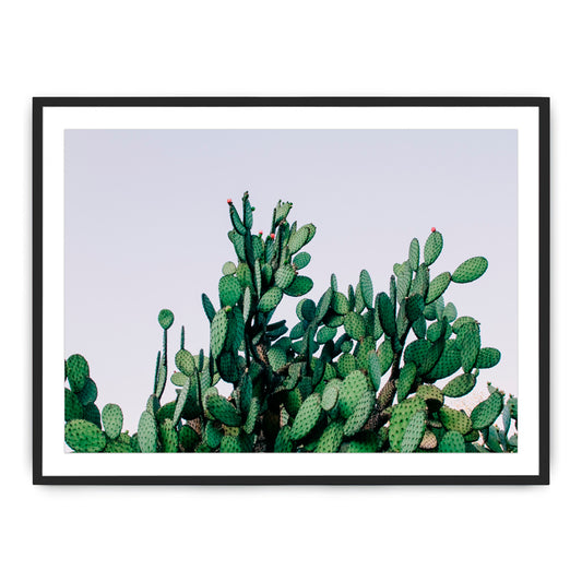 Cactus Photograph By Teague Studios - 19" x 13"