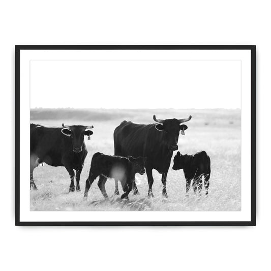 Cattle and Calves Photograph By Teague Studios - 19" x 13"