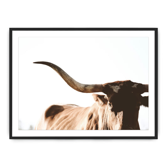 Longhorn Photograph By Teague Studios - 19" x 13"