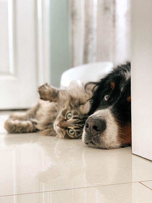 dog and cat on tile