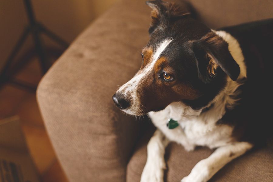 Resistant fabric outlet for dogs