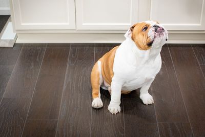 Best Flooring for Dog Owners